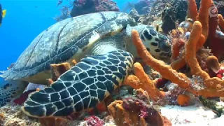 Plastic is toxic to the world s oceans, but corals find it tasty