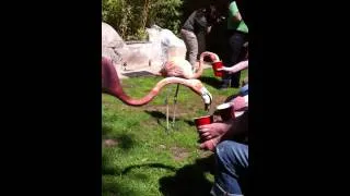 Feeding flamingos at San Diego zoo