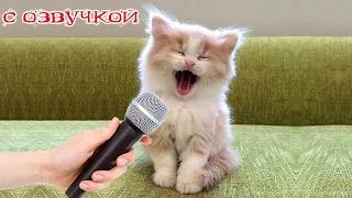 Приколы с котами! С ОЗВУЧКОЙ!-- СМЕШНЫЕ КОТЫ и собаки! самые СМЕШНЫЕ ЖИВОТНЫЕ 2023!