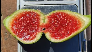 Инжир Клубничный Верте. 2-й урожай. Сезон 2020 (Fig Strawberry Verte. 2-nd crop. Season 2020)