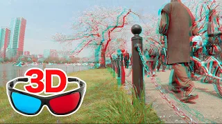 [3D video] Cherry Blossom Viewing in Ueno TOKYO / for red-cyan anaglyph glasses