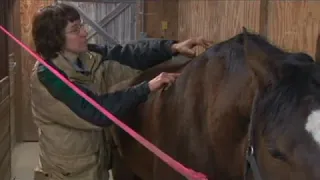 Equine Massage Withers Chopping Strokes