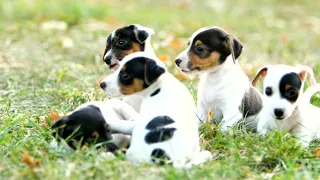 Cute Puppies Video | Puppy Compilation | Puppies and Little Dogs Playing, Eating, Sleeping