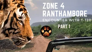 Encounter with T120 Ganesh Male Tiger Ranthambore | Wildlife Safari in Zone 4 | Discover Wild Paws