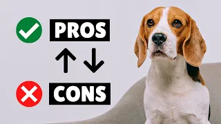 Beagle Dog PROS And CONS ✔️❌ The GOOD And The BAD