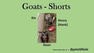 Goats   Shorts