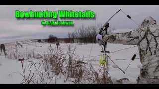 Bowhunting Whitetail in Saskatchewan With LongBow