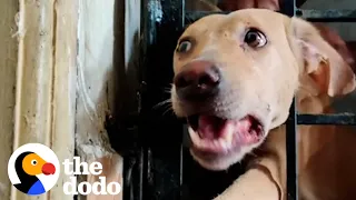 Dog Gets Head Stuck In Iron Fence | The Dodo