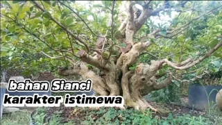 bahan Bonsai Sianci, by Mr. Riyanto, Pandaan Jawa Timur