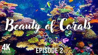 The Beauty of Corals - Incredible Underwater World - Aquarium Video with Relaxing Piano Music - # 2