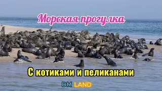 Прогулка с морскими котиками и пеликанами - Уолфиш-Бей, НАМИБИЯ