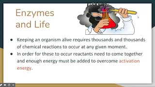 Enzymes Updated Part 1