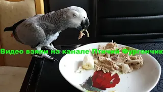 Попугай матершинник ест курицу  African gray parrot eating chicken