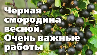 УХОД ЗА ЧЕРНОЙ СМОРОДИНЫ ВЕСНОЙ. Потрудитесь ради урожаев!