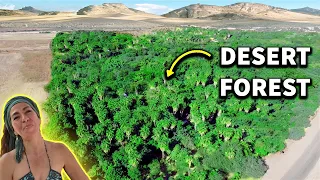 Ex-Banker Grows A Forest In The Desert In 13 Minutes!