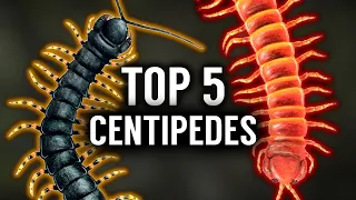 Top 5 BIGGEST Centipedes in the WORLD!
