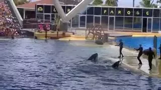 LORO PARQUE VIDEO  ORCA'S