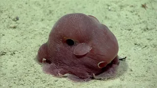 This dumbo octopus was seen during the 2019 Southeastern U S  Deep sea Exploration