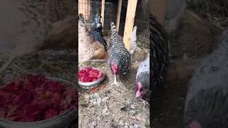 Veggie’s with mealworm  treats  for the flock.