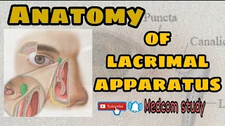 Anatomy of  lacrimal apparatus