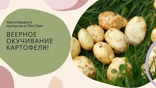 537. Картофель. Веерное окучивание, что даёт этот метод