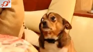😀 Funny, Cute and Guilty Dogs Videos 😢 Best Of The Best Guilty Compilation!