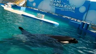 Watch live: Miami Seaquarium press conference on captive Orca from Puget Sound future