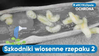 Jak zwalczać szkodniki łuszczynowe w rzepaku. ABC Rzepaku | e-pole