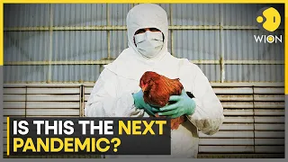 Tracking Bird Flu's leap from cattle to wildlife, human diseases linked to animals | WION