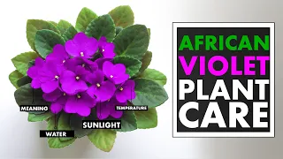 How to care for African Violet | African violet plant care | African violet propagation