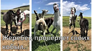 Жеребец проверяет своих кобыл.