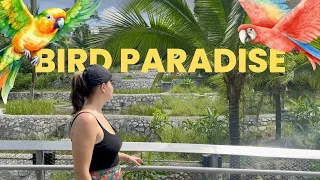 BIRD PARADISE AT MANDAI - Explore the newest bird park in Singapore