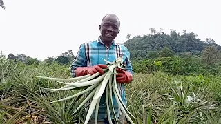 How to prepare pineapple suckers for planting