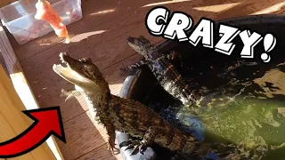 FEEDING MY PET CAMIAN & ALLIGATOR.. WHAT COULD GO WRONG?