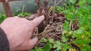 Comment tailler  la vigne le 18 février en  serre raisin de table