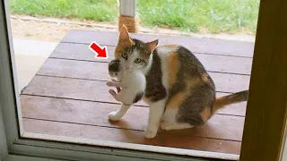 Girl Gave A Stray Cat Food, Next Day She Found The Cat Was Knocked Her Door With An Amazing "Gift"