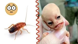 We got our alien caterpillar creature a pet baby roach!