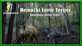 Nemački Lovni Terijer - Obuka na Divlju Svinju