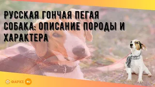 Русская гончая пегая собака: описание породы и характера