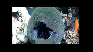 Moray Eel's second jaw