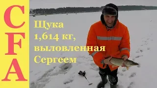 Щука 1,614 кг выловленная Сергеем. Зимняя рыбалка 2019