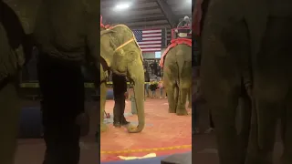 The face & wounds of elephants with Jordan world circus 2023