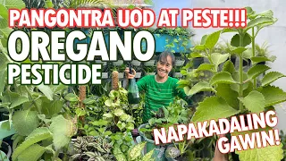 OREGANO PESTICIDE, PANGONTRA UOD AT PESTE SA HALAMAN! NAPAKADALING GAWIN! | Haydee's Garden