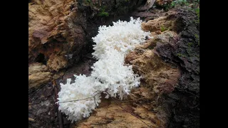 The Coveted Comb Tooth Mushroom: Lobster of the forest