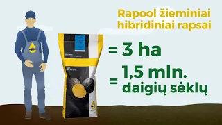 RAPOOL žieminiai hibridiniai rapsai