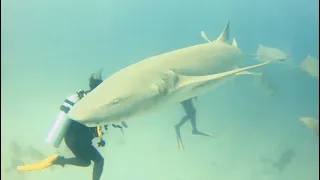 curious nurse sharks at Alimatha House Reef 2022