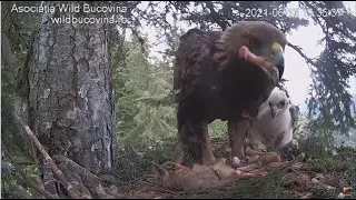 Bucovina ~ Female Golden Eagle Swallows A Big Deer Leg Bone! 😲👍 6.13.21