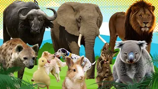 Happy Cute Animal Sounds: Rabbit, koala, Duck, Cow, Dog, cat, fox, tiger, elephant - animals video