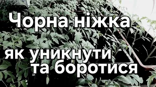 Чорна ніжка розсади | Як уникнути та лікувати розсаду?