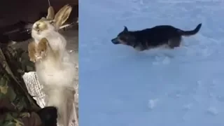 Аномальные Холода Казахстане ,замерзли животные